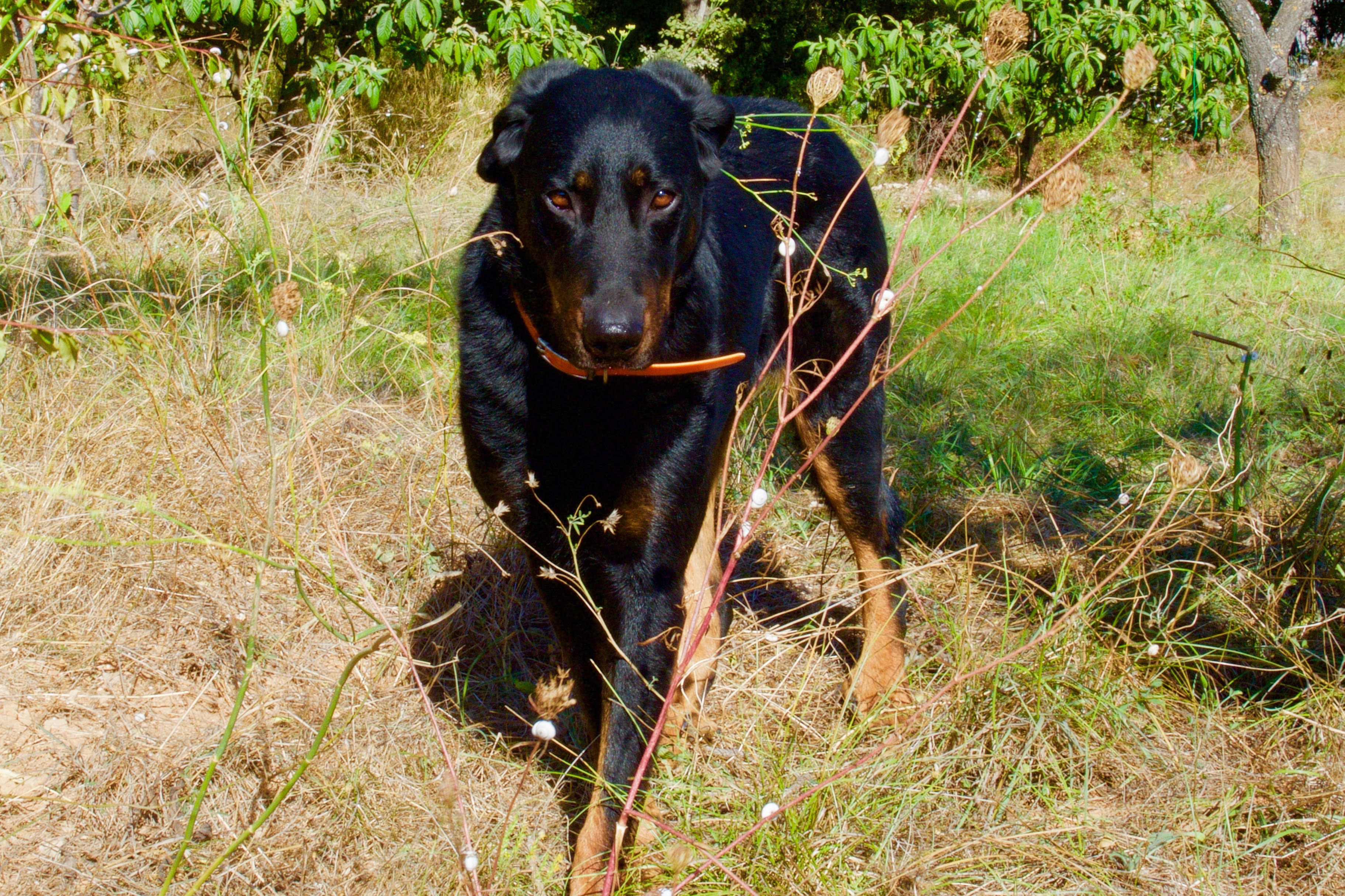  domainedelalicorne.fr photo chien beauceron photo chiot beauceron Elevage de beauceron chiot beauceron pure race élevage du clos de la licorne elevage des gardiens de la licorne elevage beauceron noir et feu authentique gros gabarits élevage de Beauceron familial sérieux et qualité domainedelalicorne.fr suivi des chiots conseil d’éducation chiot propre bas rouge santé caractère spécialiste du beauceron noir et feu ou arlequin chien rustique berger de France  nos chiots sont élevés avec amour et attention notre passion au service de la qualité Beauceron de qualité et sportif domaine de la licorne 04380 BARRAS élevage en liberté éleveur berger de beauce élevage de beauceron de travail 06 11 20 51 93 site domainedelalicorne.fr mail domainedelalicorne@gmail.com